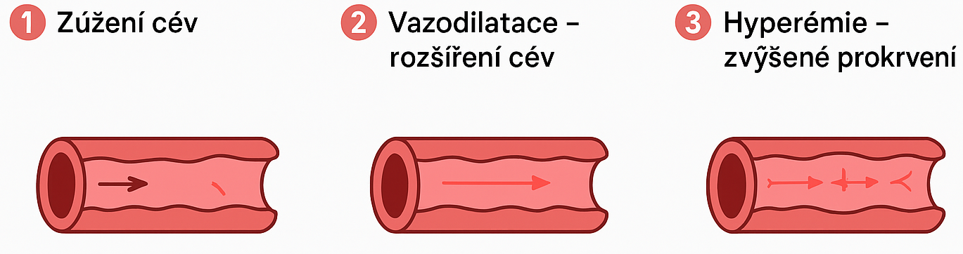 Fyziologická reakce těla na Priessnitzův zábal – co se děje pod zábaly
